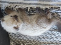 Scottish fold longhair tosunum
