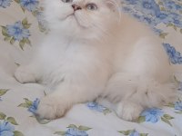 2 Erkek British Longhair Yavru Pet Olarak Sahiplendirilecek
