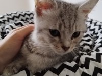 British Shorthair Tabby Erkek Yavru