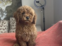 DİŞİ RED BROWN TOY POODLE YAVRU