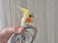 Sultan papağanı çift ve yavruları