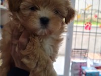 Poodle den farksız maltipoolar