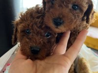 SAĞLIK VE IRK GARANTİLİ TAM TOY POODLE MİNİKLER