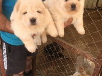 Sağlık ırk garantili ve kaliteli chow chow yavrular