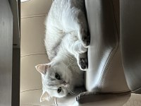 Pamuk british shorthair kızımıza yeni aile arıyoruz