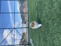 TEDDY FACE POMERANİAN IRKIN EN İYİ VE EN NADİR RENKLERİNDEN