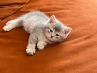 Babası şecereli british longhair