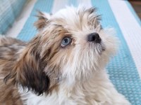 2 bucuk aylık shih tzu yavrularıma yuva arıyorum