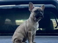 3 aylık French Bulldog