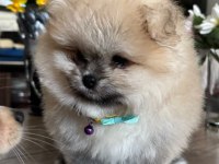 Pomeranian boo orjinal