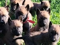 Tam bir dost belçika kurdu
