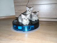 1 Haziran doğumlu british shorthair kediler
