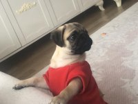Sıfır burun türünün en iyisi tuvalet eğitimli pug