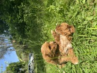 Anne altından maltipoo yavrularımız