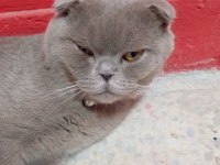 Erkek kedim british shorthair