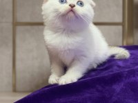 Sevimli scottish fold paticikler teslime hazır
