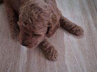 Toy poodle tuvalet eğitimli yavrular