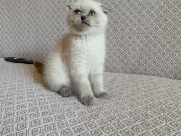 Scottish fold blue point yavrumuz