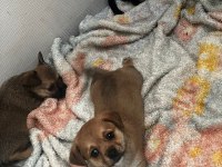 6 aylık ırkının tüm özelliklerini taşıyan pinscher