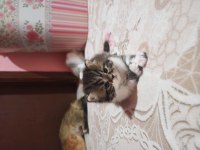 Sahiplenme cins chinchilla kedisi