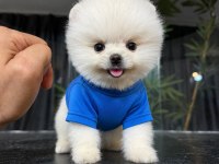 Show Kalite Pomeranian Boo Yavrular