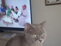 Dişi 3 yaşında british shorthair kedimiz