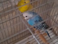 2 Adet muhabbet kuşu