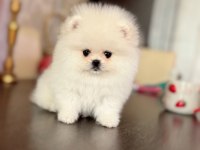 TEACUP AYICIK POMERANİAN