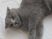 5 aylık yavru scottish fold