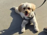 Morkie erkek