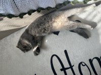 Scottish fold yetişkin dişi