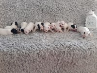 Yılbaşı bebek köpeklerimiz yeni evine gitmeye hazırlar