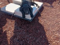 Eği̇ti̇mleri̇ Aldırılımış & A Şecere Kayıtlı Cane Corso