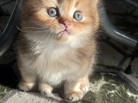 British Longhair Erkek