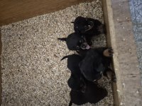 Mükemmel anatomi rottweiler