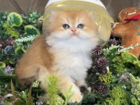 Yüksek kalite ny12 golden british longhair