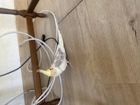 Sultan papağanı 6 aylık