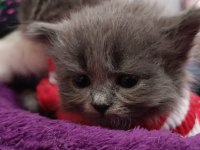British longhair kedisi sahiplendirme