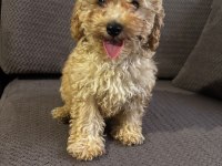3 Aylık Aşıları Yapılmış Eğitimli Poodle