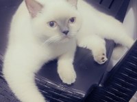 British shorthair kızımız mia