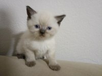 British Shorthair Minikolarım