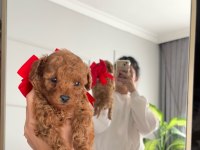 Temas bağımlısı dişi poodle bebek