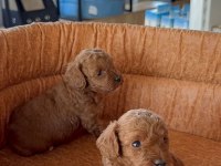 Show kalite Poodle yavrularımız