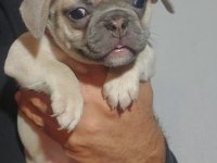 Yavru french bulldog