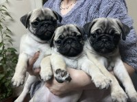 Pug Mops Bebekler