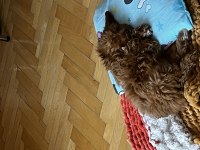 Acil Satılık 2.5 aylık maltipoo erkek köpeğimiz