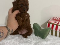 POODLE DİŞİ ERKEK YAVRU
