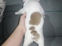 French bulldog