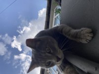 erkek kedi