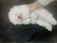 Süt beyaz tea cup pomeranian uyguna yavrular